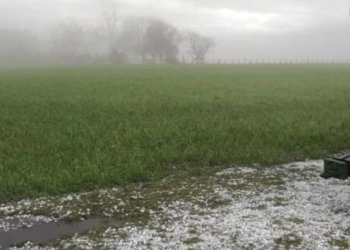 LA LLUVIA DIO UN RESPIRO AL CAMPO EN MEDIO DE LA SEQUÍA Y PERMITIRÁ AVANZAR CON LA SIEMBRA DE SOJA