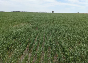 SE AGRAVA LA CRISIS POR LA SEQUÍA Y ADVIERTEN QUE YA SE ENCUENTRA AFECTADO EL 60% DEL PAÍS