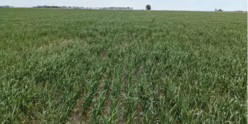 SE AGRAVA LA CRISIS POR LA SEQUÍA Y ADVIERTEN QUE YA SE ENCUENTRA AFECTADO EL 60% DEL PAÍS