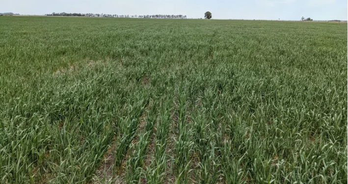 SE AGRAVA LA CRISIS POR LA SEQUÍA Y ADVIERTEN QUE YA SE ENCUENTRA AFECTADO EL 60% DEL PAÍS