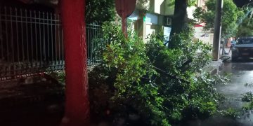 CAYÓ UNA RAMA DE GRAN PORTE Y OBSTRUYÓ EL PASO VEHICULAR