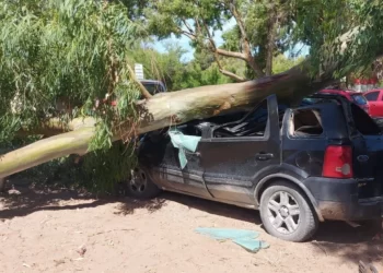 PEHUEN CO: UNA RAMA DE UN EUCALIPTO CAYÓ Y APLASTÓ A UN AUTO ESTACIONADO
