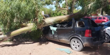 PEHUEN CO: UNA RAMA DE UN EUCALIPTO CAYÓ Y APLASTÓ A UN AUTO ESTACIONADO