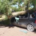 PEHUEN CO: UNA RAMA DE UN EUCALIPTO CAYÓ Y APLASTÓ A UN AUTO ESTACIONADO
