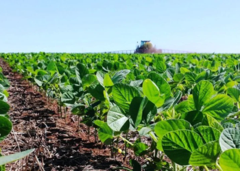 SEQUÍA E INCERTIDUMBRE EN EL CAMPO