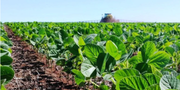 SEQUÍA E INCERTIDUMBRE EN EL CAMPO