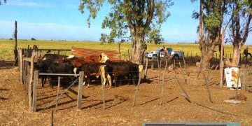 MÉDANOS: DETUVIERON A UN HOMBRE ACUSADO DE ABIGEATO AGRAVADO