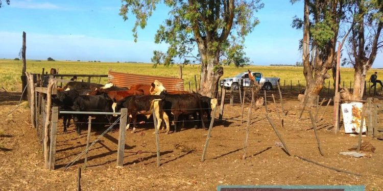MÉDANOS: DETUVIERON A UN HOMBRE ACUSADO DE ABIGEATO AGRAVADO