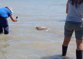 LIBERARON UNA TORTUGA MARINA EN VILLA DEL MAR