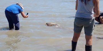 LIBERARON UNA TORTUGA MARINA EN VILLA DEL MAR