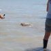 LIBERARON UNA TORTUGA MARINA EN VILLA DEL MAR