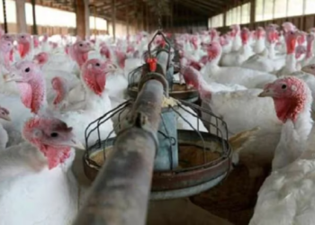 CUMBRE EN EL GOBIERNO ANTE EL AVANCE DE LA GRIPE AVIAR