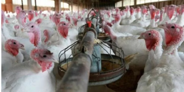 CUMBRE EN EL GOBIERNO ANTE EL AVANCE DE LA GRIPE AVIAR