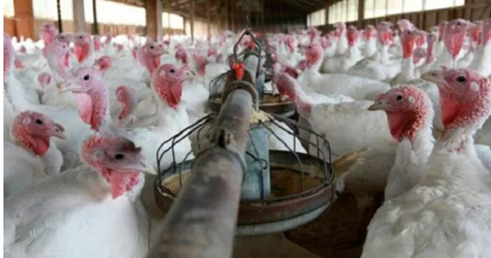 CUMBRE EN EL GOBIERNO ANTE EL AVANCE DE LA GRIPE AVIAR