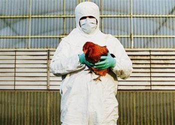 DETECTARON GRIPE AVIAR EN ARGENTINA