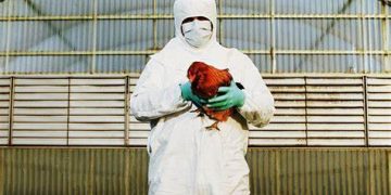 DETECTARON GRIPE AVIAR EN ARGENTINA