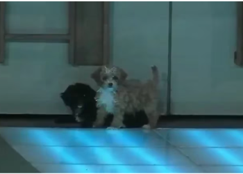 GH 2022: LA CASA LE DIO LA BIENVENIDA A DOS NUEVOS INTEGRANTES