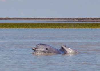EL PUERTO AVANZA EN UN PROGRAMA DE PRESERVACIÓN DE FAUNA MARINA