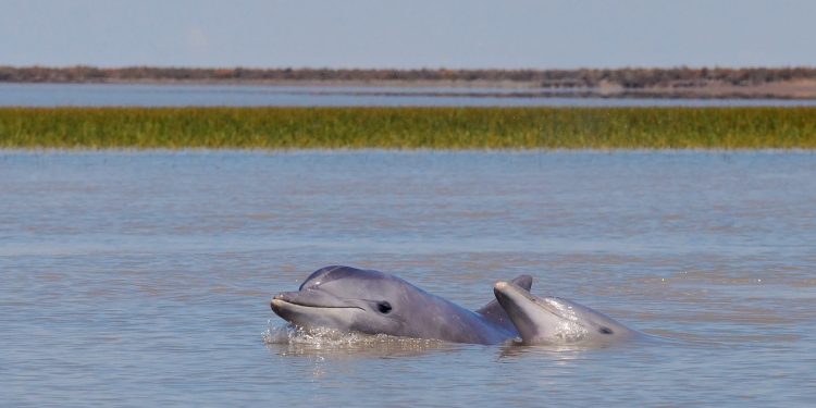 EL PUERTO AVANZA EN UN PROGRAMA DE PRESERVACIÓN DE FAUNA MARINA