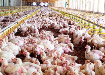 PREOCUPACIÓN EN LA INDUSTRIA AVÍCOLA POR LA GRIPE AVIAR