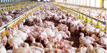 PREOCUPACIÓN EN LA INDUSTRIA AVÍCOLA POR LA GRIPE AVIAR