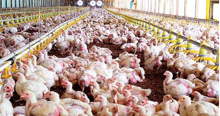 PREOCUPACIÓN EN LA INDUSTRIA AVÍCOLA POR LA GRIPE AVIAR