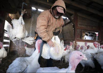 LOZANO: «ES MUY DIFÍCIL QUE CONTAGIE A HUMANOS, HAY QUE EVITAR EL CONTACTO CON AVES QUE ESTÉN CLARAMENTE ENFERMAS»