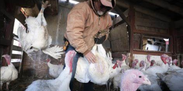 LOZANO: «ES MUY DIFÍCIL QUE CONTAGIE A HUMANOS, HAY QUE EVITAR EL CONTACTO CON AVES QUE ESTÉN CLARAMENTE ENFERMAS»