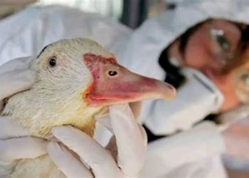 CONFIRMARON OTRO CASO DE GRIPE AVIAR EN ARGENTINA