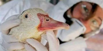 CONFIRMARON OTRO CASO DE GRIPE AVIAR EN ARGENTINA