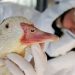 CONFIRMARON OTRO CASO DE GRIPE AVIAR EN ARGENTINA