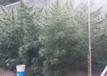 CUATRO DETENIDOS: ROBO Y PLANTACIÓN DE MARIHUNA