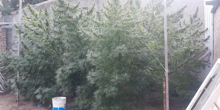 CUATRO DETENIDOS: ROBO Y PLANTACIÓN DE MARIHUNA