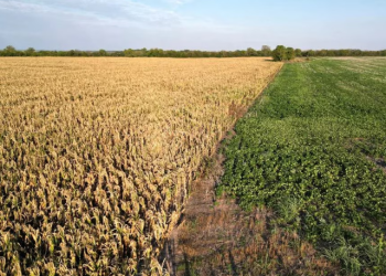 EL GOBIERNO BONAERENSE ANUNCIÓ QUE CONTINÚA LA EMERGENCIA AGROPECUARIA