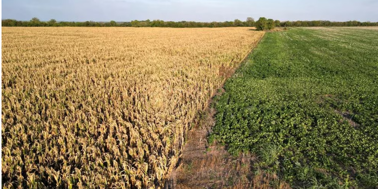 EL GOBIERNO BONAERENSE ANUNCIÓ QUE CONTINÚA LA EMERGENCIA AGROPECUARIA