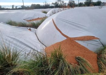 LA JUSTICIA INVESTIGA LA ROTURA DE SILOBOLSAS EN PUAN