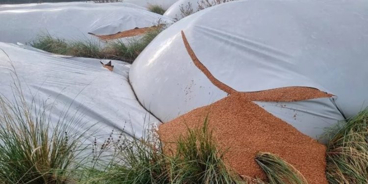 LA JUSTICIA INVESTIGA LA ROTURA DE SILOBOLSAS EN PUAN