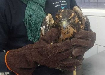 HALLARON UN GAVILÁN MIXTO LASTIMADO