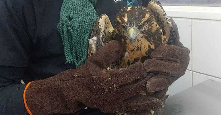 HALLARON UN GAVILÁN MIXTO LASTIMADO