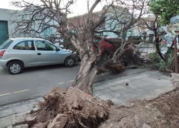 UN ARBOL CAYÓ SOBRE DOS AUTOMOVILES