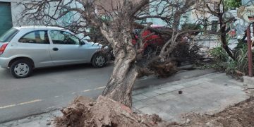 UN ARBOL CAYÓ SOBRE DOS AUTOMOVILES