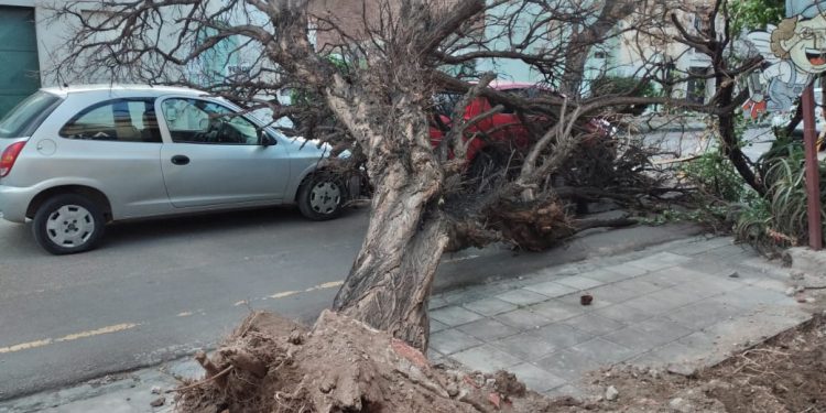UN ARBOL CAYÓ SOBRE DOS AUTOMOVILES