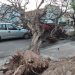 UN ARBOL CAYÓ SOBRE DOS AUTOMOVILES