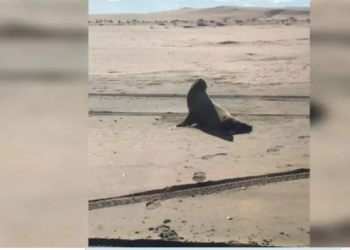 SÁNCHEZ: «SI ENCUENTRAN UN ANIMAL EN LA COSTA VIVO O MUERTO NO DEBEN ACERCARSE, LO MISMO LAS MASCOTAS»