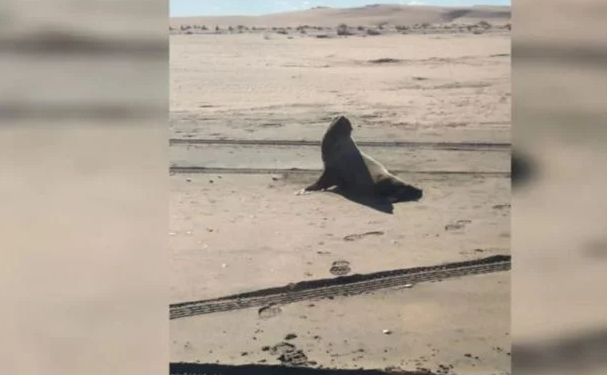 SÁNCHEZ: «SI ENCUENTRAN UN ANIMAL EN LA COSTA VIVO O MUERTO NO DEBEN ACERCARSE, LO MISMO LAS MASCOTAS»