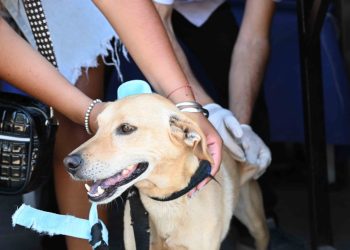 SE VACUNARON CONTRA LA RABIA A MÁS DE 390 ANIMALES EN TRES JORNADAS EXTRAORDINARIAS