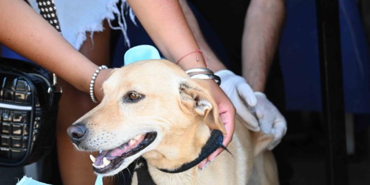 SE VACUNARON CONTRA LA RABIA A MÁS DE 390 ANIMALES EN TRES JORNADAS EXTRAORDINARIAS