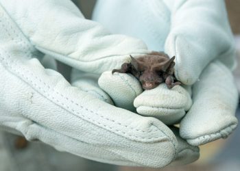 JORNADAS EXTRAORDINARIAS DE VACUNACIÓN ANTIRRÁBICA POR EL HALLAZGO DE UN MURCIÉLAGO CON RABIA