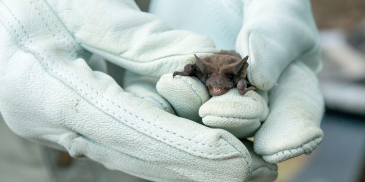 JORNADAS EXTRAORDINARIAS DE VACUNACIÓN ANTIRRÁBICA POR EL HALLAZGO DE UN MURCIÉLAGO CON RABIA
