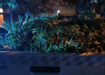 ROBARON PLANTAS DE MARIHUANA EN UNA CASA